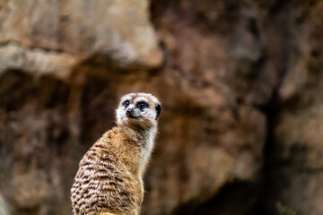 Meerkat survey his domain. Auckland Zoo, Auckland, New Zealand