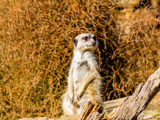 Meerkat watches the gang from a tree branch. Auckland Zoo, Auckland, New Zealand