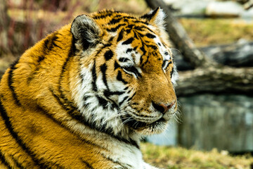 Siberian (Amur) tiger looks over his territory while rssting on a rock. Calgary Zoo, Calgary, Alberta, Canada