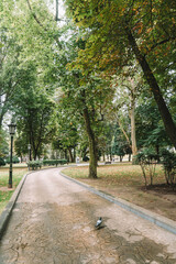 Fototapeta premium Parque