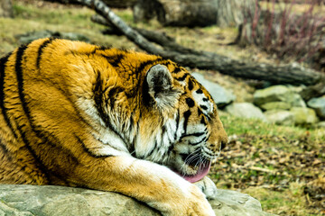 Siberian (Amur) tiger looks over his territory while rssting on a rock. Calgary Zoo, Calgary, Alberta, Canada