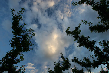 Obraz na płótnie Canvas Ramas de ciruelos con cielo con nubes