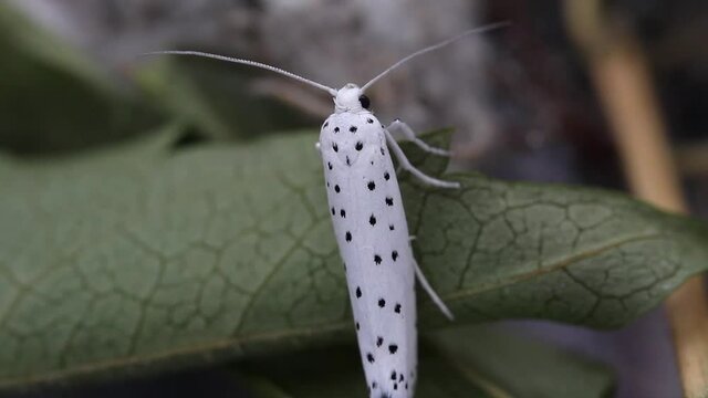Real time of a newly hatched adult ermine moth, yponomeutidae, in the UK