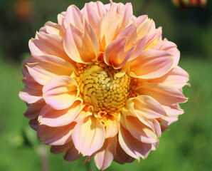 Pink dahlia flower.