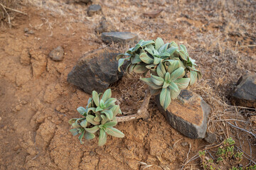 green succulent plant