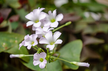 Flores brancas