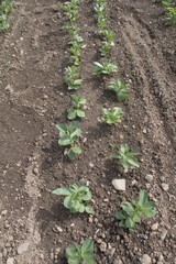 Crop of Home Grown Organic Broad Beans 'Witkiem Manita' Plants (Vicia faba) Growing on an Allotment in a Vegetable Garden in Rural Devon, England, UK
