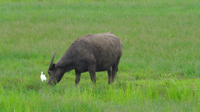 Thai buffalo eating grass in contry.