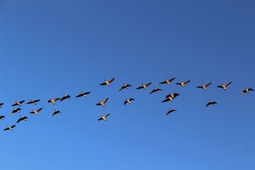 birds in flight