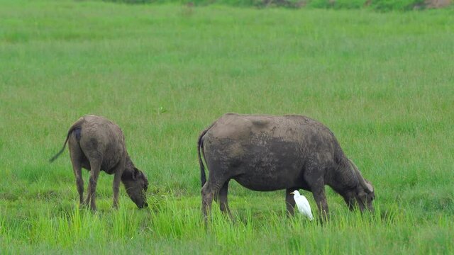 Thai buffalo eating grass in contry.