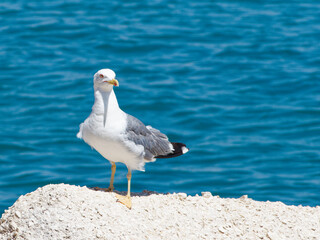 A walk on a hot August day through the streets of Bari, a city in southern Italy. A seagull rests on a rock on the background of the Mediterranean sea.