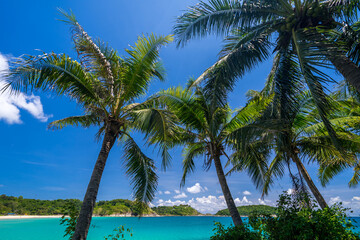 the tops of coconut trees illuminated by the bright sun against the backdrop of an emerald sea lagoon with a white sandy beach