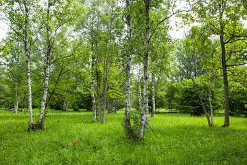 Beautiful lush and green wooded meadow during summer in Estonian countryside, Northern Europe. 