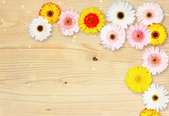 Obraz premium Asteraceae.
