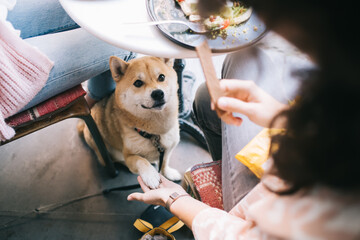 Cropped image of lovely akita inu putting paw in hand of girl waiting for food in pet friendly cafe interior, beautiful japanese dog sitting under table with women during break on luch looking at food