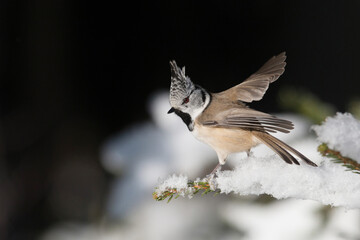 A close-up of European winter songbird Crested tit, Lophophanes cristatus spreading its wings during a cold and snowy day in boreal forest of Estonia. 