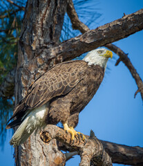 American Bald eagle rests on branch in Florida