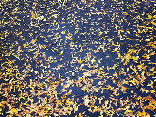 Autumn leaf. Beautiful bright background in autumn. Red and yellow leaves on wet asphalt