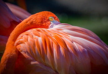 Bright orange flamingo tucking head into feathers for a nap © Jo