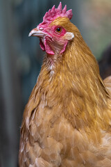 Buff Orpington Chicken Hen (Gallus gallus domesticus)