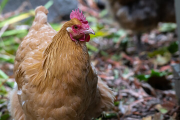 Buff Orpington Chicken Hen (Gallus gallus domesticus)