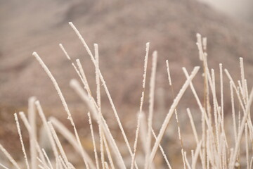 Fototapeta premium Naturaleza blanca y delicada
