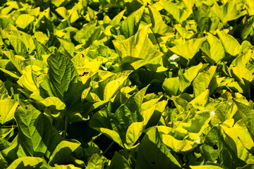 Ipomoea batatas var. margarita or sweet potato