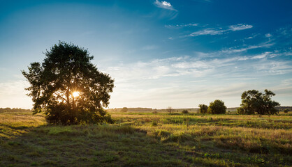 solitary oak tree in golden sunset