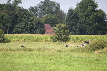 In East Friesland / Germany, black and white cows graze on the green pasture