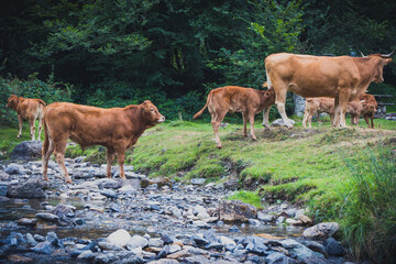 vacas cruzando rio de montaña