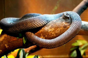 Snake is resting on tree branch