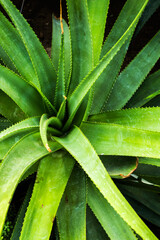 Macro view of Aloe vera plant, succulent plant species that is probably native to North Africa.