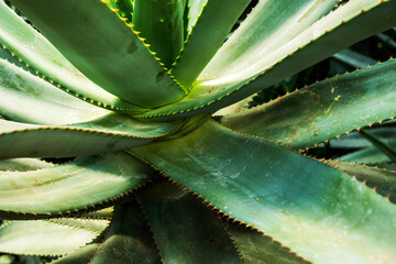 Macro view of Aloe vera plant, succulent plant species that is probably native to North Africa.