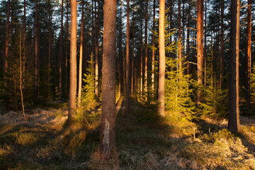 Beautiful summery lush boreal coniferous forest in Estonian nature, Northern Europe.  © adamikarl