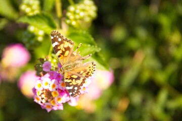 Butterfly sucking on flowers