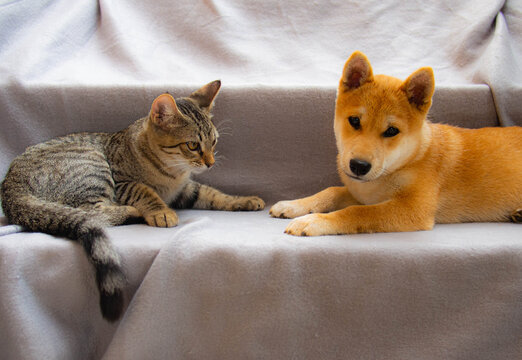 Two friends shiba inu puppy and tabby cat