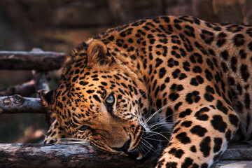 Leopard with blue eyes resting on the tree. Soft and selective focus.