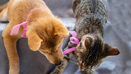 Two friends shiba inu puppy and tabby cat
