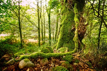 Obraz premium Path, trees and forest on the Camino de Santiago