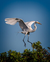 Great egret comes in for landing on bush at Venice Rookery.tif