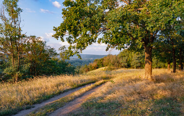 Empty rural road through forest with dry grass.