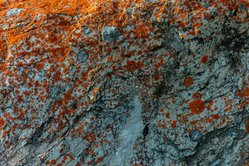 mossy stone in the evening light