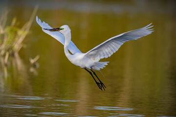 Great egret prepares for landing at nest with wings stretched wide.