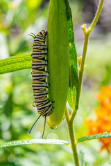 Monarch butterfly caterpillar on butterfly weed plant in garden