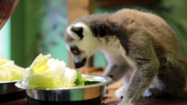 Ring-tailed lemurs (Lemur catta) feeding in a wildlife park in Uk. This primate is one of the most recognised lemur due to its long, black and white ringed tail.