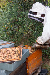 La récolte du miel chez un apiculteur