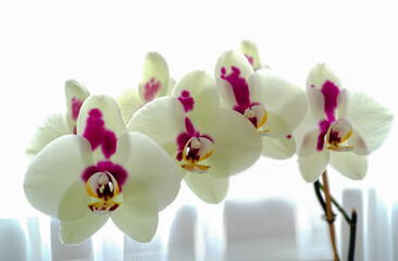 Closeup of white phalaenopsis orchid flowers