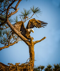 Just about to land on branch, the American bald eagle arrives in a pine tree