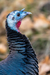 Portrait of Wild Turkey (Meleagris gallopavo)