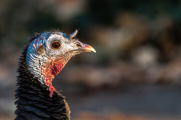 Portrait of Wild Turkey (Meleagris gallopavo)